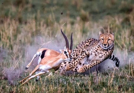 Kenya: 7-Day Big 5 Safari