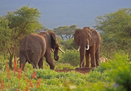 Kenya: 7-Day Big 5 Safari