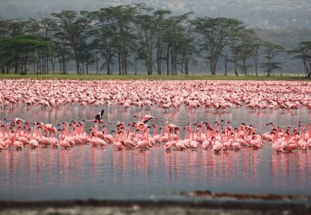 Kenya: 7-Day Big 5 Safari