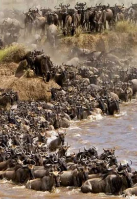 Maasai Mara