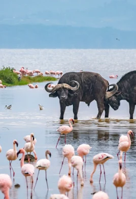 Naivasha
