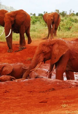 Tsavo