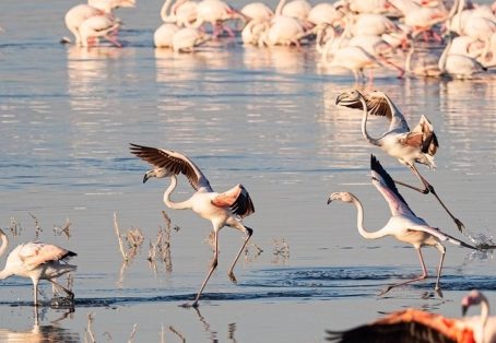 5-Day Masai Mara, Lake Nakuru & Naivasha Budget Camping Safari