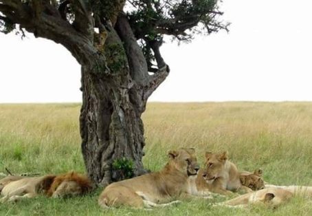 5-Day Masai Mara, Lake Nakuru & Naivasha Budget Camping Safari