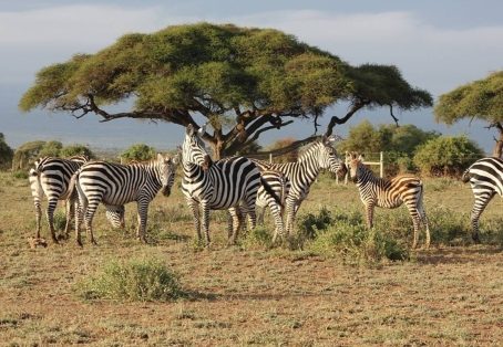 5-Day Masai Mara, Lake Nakuru & Naivasha Budget Camping Safari