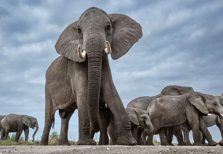 Affordable 5-Day Amboseli & Masai Mara Kenya Budget Joining Tour for groups