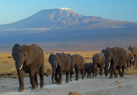 Affordable 5-Day Amboseli & Masai Mara Kenya Budget Joining Tour for groups