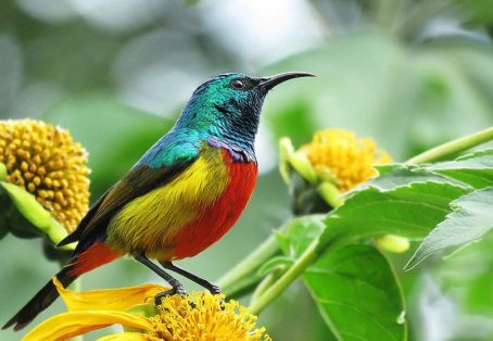 9 Days Bird Watching Kenya Safaris