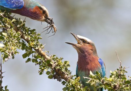 9 Days Bird Watching Kenya Safaris
