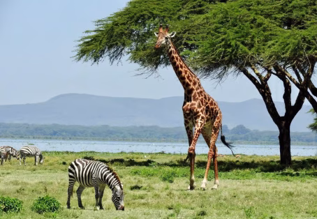 6 Days Great Lakes of Kenya and Masai Mara Safari