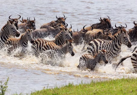 6 Days Great Lakes of Kenya and Masai Mara Safari