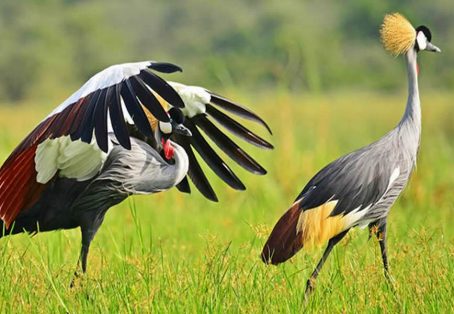 9 Days Bird Watching Kenya Safaris