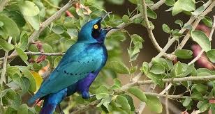 9 Days Bird Watching Kenya Safaris