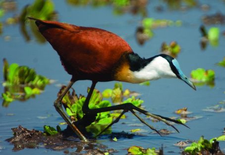 9 Days Bird Watching Kenya Safaris
